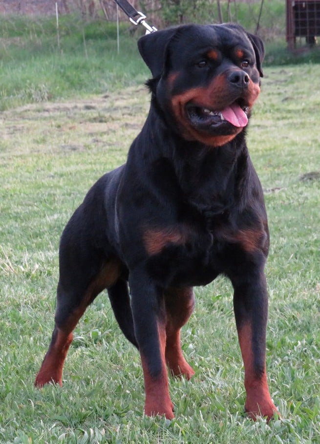 Apa